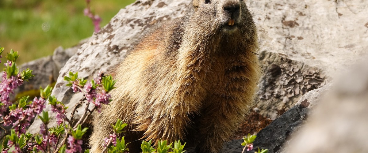 adrien_stachowiak-marmot-9648653_1920