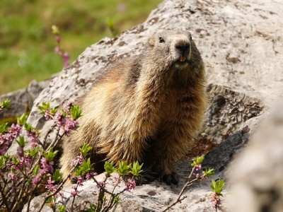 adrien_stachowiak-marmot-9648653_1920