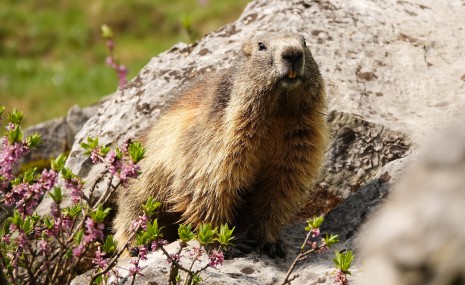 adrien_stachowiak-marmot-9648653_1920