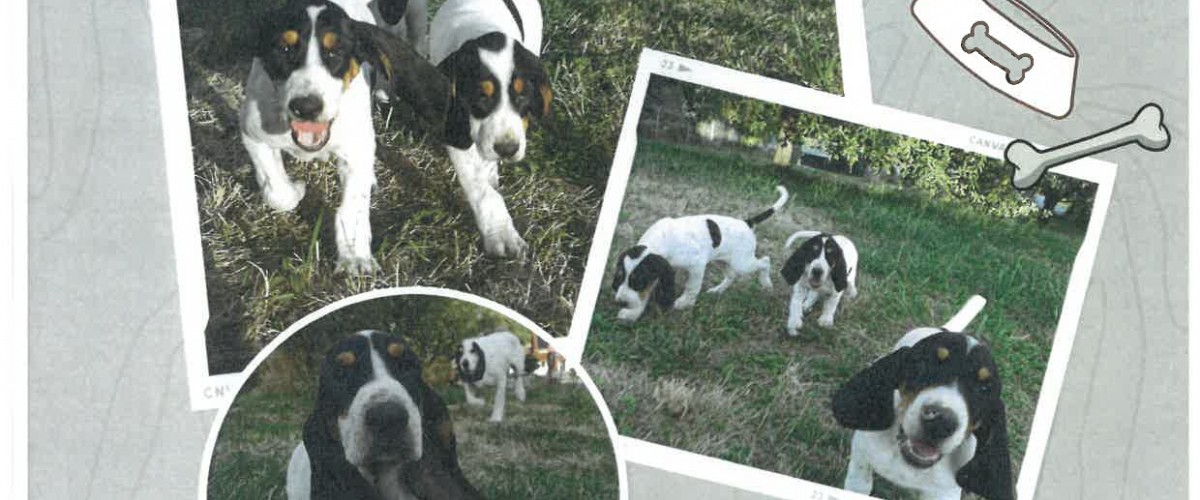 ANNONCE CHIENS A VENDRE