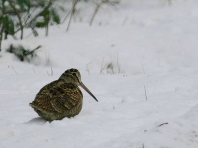 bécasse & neige