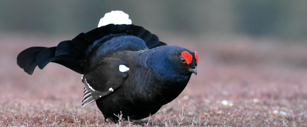 black-grouse-4126537_1280