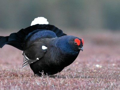 black-grouse-4126537_1280