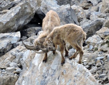 Bouquetins du Refuge de Presset (73)