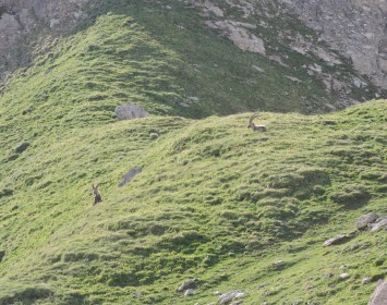 Bouquetins du Refuges de Presset