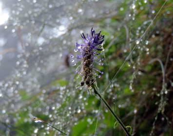 Brevent Floriance Boulon (2)