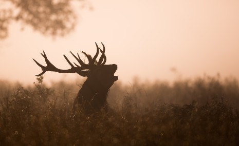 cerf_brame