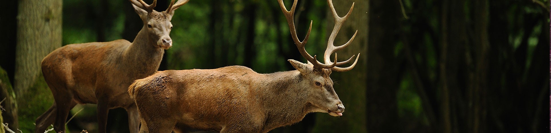 fond pour je découvre la chasse 2