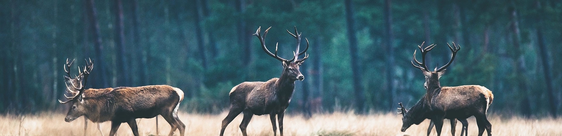 fond pour je découvre la chasse 4