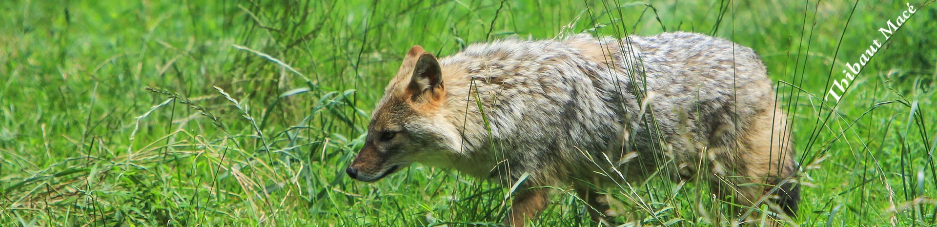 chacal doré