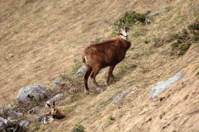 Chamois Vaucher 05_Salève