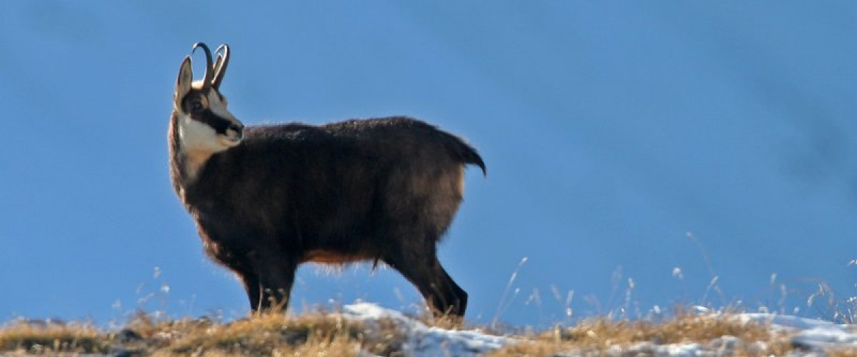 Chamois