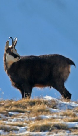 Chamois