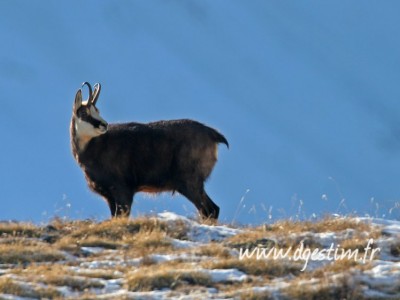 Chamois