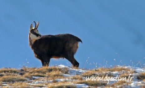 Chamois