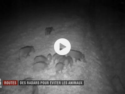 des radars pour éviter les animaux