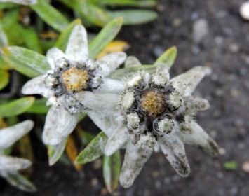Edelweiss (73)