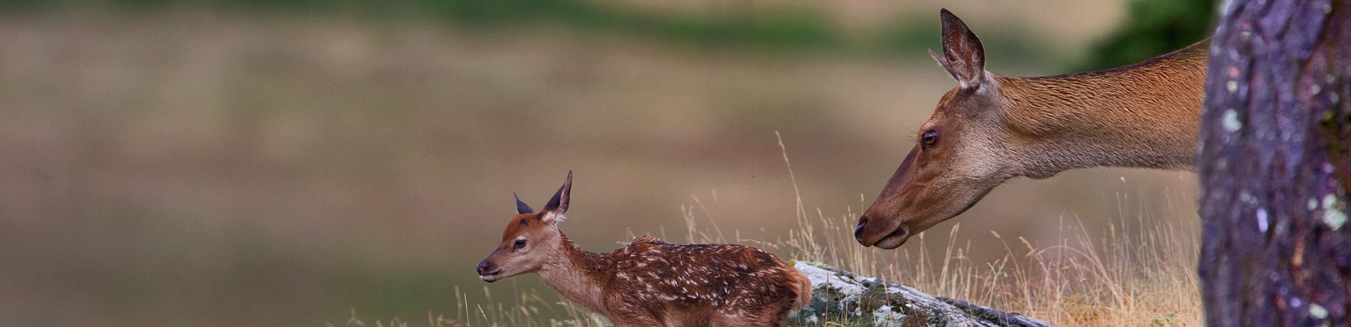 fond plan de chasse