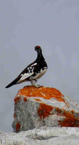 lagopéde alpin 13 - Thibaut DESCHAMPS