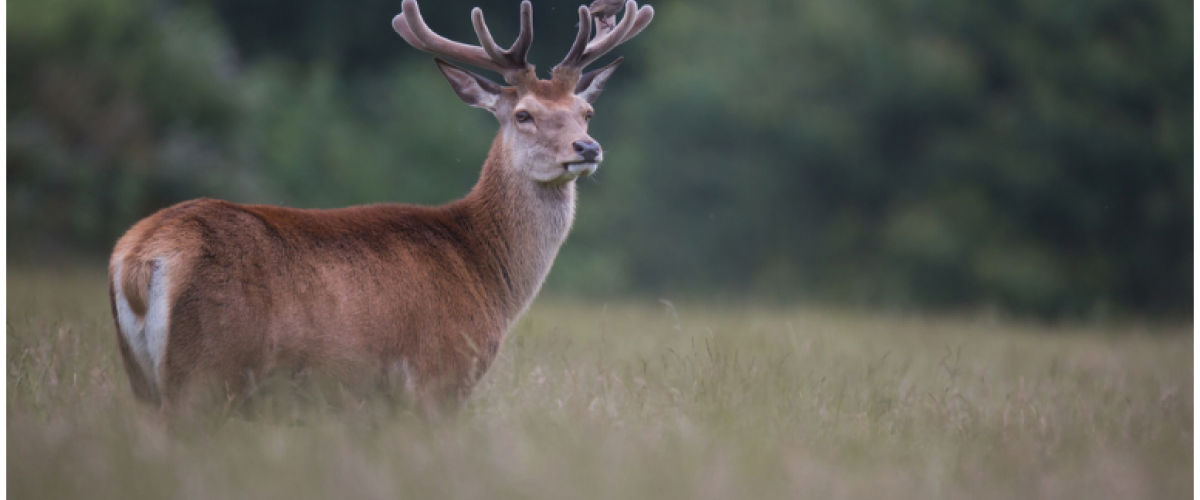 le cerf elaphe ekolien