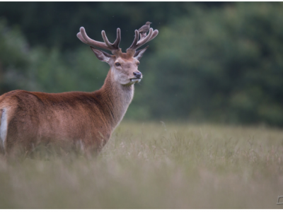 le cerf elaphe ekolien