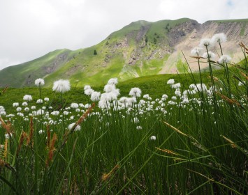 Linaigrette Engrainante - Mont Charvin