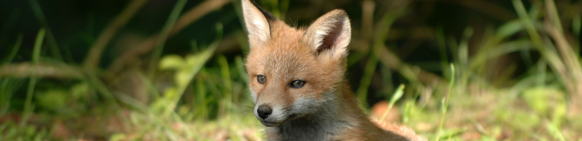 renard