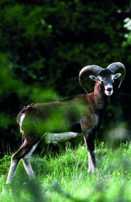 mouflon