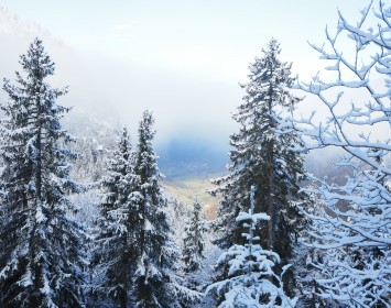 Plateau des Glières