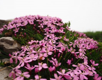Silène des Glaciers -Lac Charvin