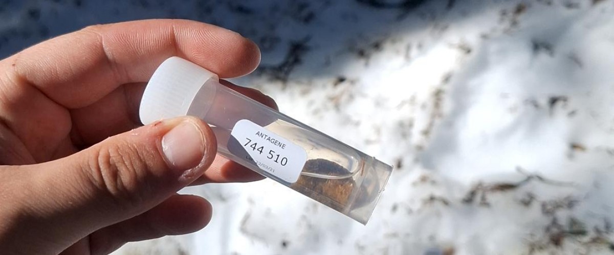 suivi gelinotte 2026