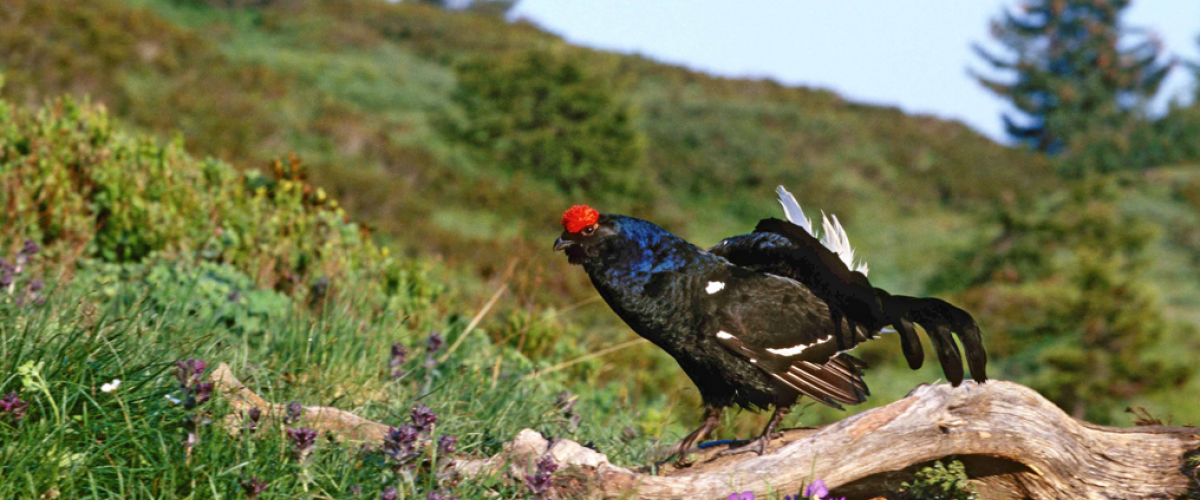 tetra-lyre-actualite-reproduction-oiseaux-montagnes