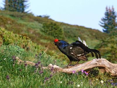 tetra-lyre-actualite-reproduction-oiseaux-montagnes