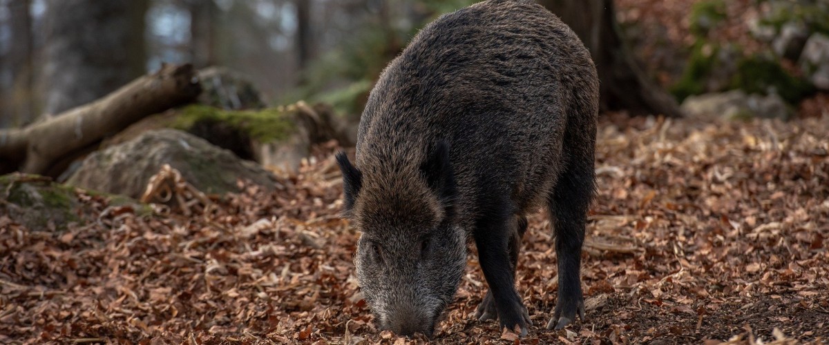 wild-boar-4656313_1920