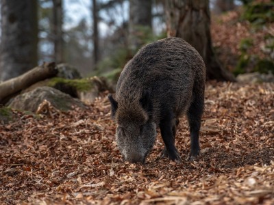 wild-boar-4656313_1920