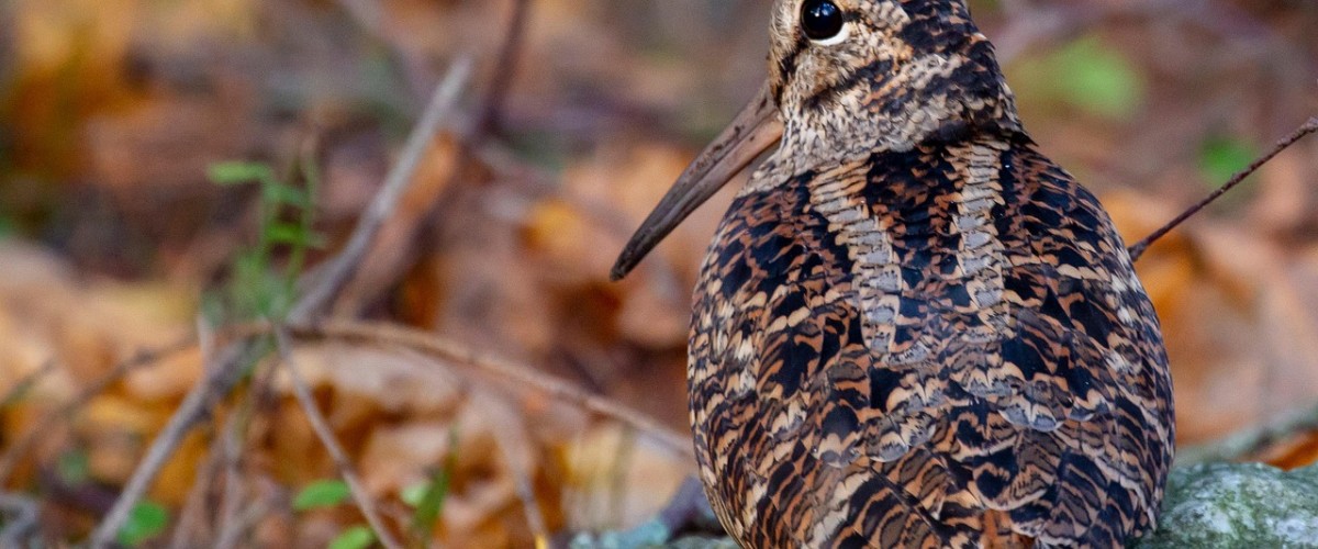 woodcock-6661876_1280