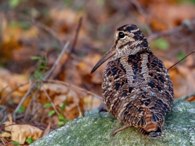 woodcock-6661876_1280